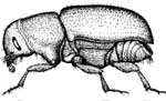 山甲虫